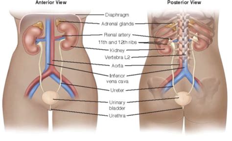 Exam 8 Urology Flashcards Quizlet