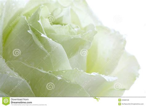 Green rose petals stock photo. Image of beautiful, happy - 24583126