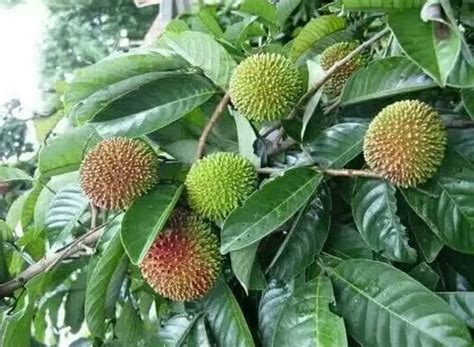 6 Jenis Pohon Rambutan Yang Banyak Di Budidayakan