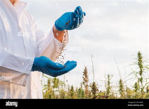 Agronomist Pouring Cbd Hemp Seeds From One Hand To Another At