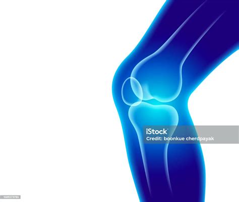 Xray Anatomy Knee Joint Stock Illustration - Download Image Now - Leg, Science, Women - iStock