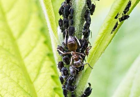 Ant Control Aphids Lakewood Exterminating