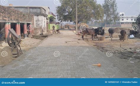 Indian Village Culture And Street With Animals And House Stock Image