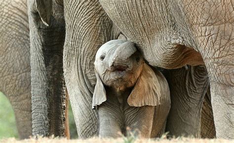 Gestation Des éléphants Reproduction Durée Mise Bas