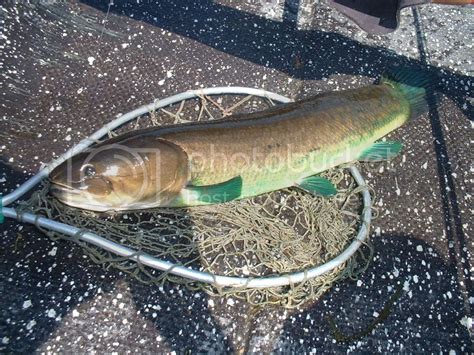 Pikebowfin Fishing Lake Champlain