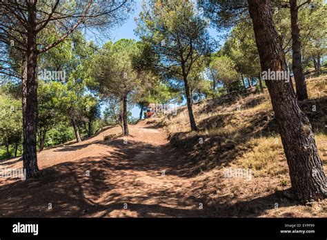 Mediterranean Forest Hi Res Stock Photography And Images Alamy