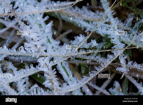 Hoar Frost Macro Hi Res Stock Photography And Images Alamy