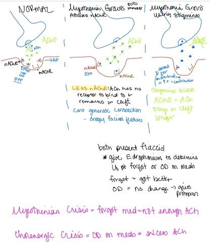 Physiology Lecture Exam Drugs Hw Physiology Lecture Exam