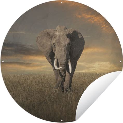 Tuincirkel Grazende Olifant 60x60 Cm Ronde Tuinposter Buiten