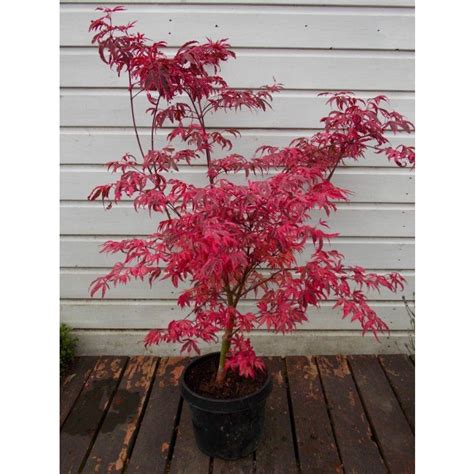 Acer Palmatum Pink Passion Striking Large Japanese Maple