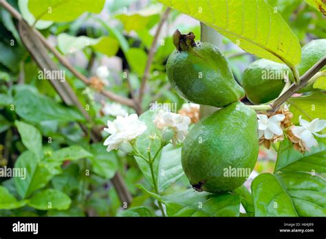 Guava tree hi-res stock photography and images - Alamy