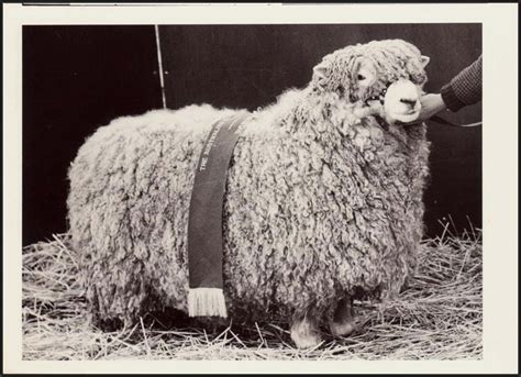 Photograph Sheep Showing C1966 5