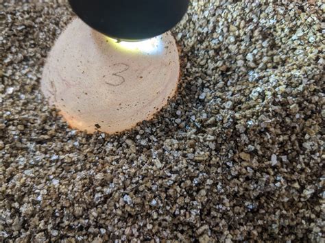 python laid  eggs  male   st louis zoo wkrn news