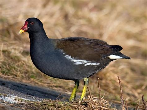 Moorhen Bird Facts (Gallinula chloropus) | Bird Fact