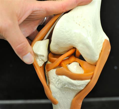 Human Anatomy Lab Knee Joint Model