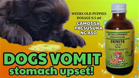 Gamot Sa Pagsusuka Ng Aso Shihtzu Puppies Youtube