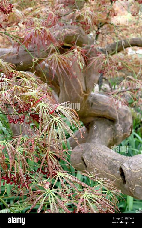 Acer Palmatum Dissectum Atropurpureum Arce Cutleaf Japon S