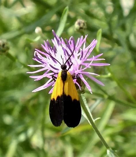 Black And Yellow Lichen Moth Lycomorpha Pholus Bugguide Net