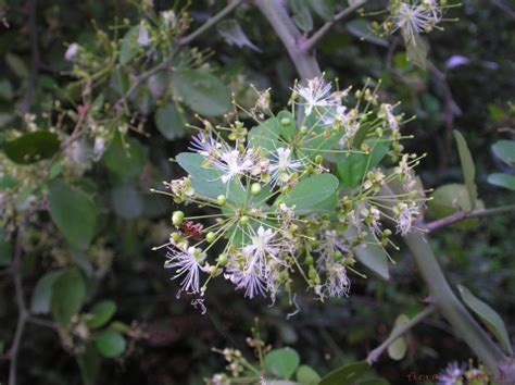 Capparis Sepiaria Useful Tropical Plants