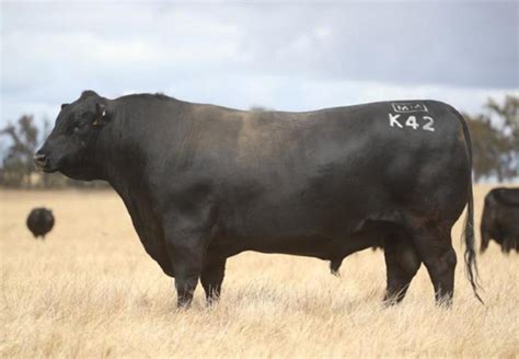 Blackjack Angus Annual Bull Sale 2023 By Angus Australia Issuu