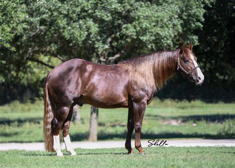 Breykin Bad - Beau Galyean Stallion Services