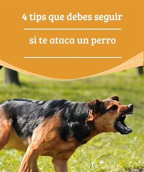 Tips Que Debes Seguir Si Te Ataca Un Perro Qu Hacer Si Te Ataca