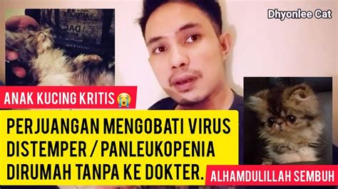 Cara Mengobati Virus Panleukopenia Kucing Distemper Kucing