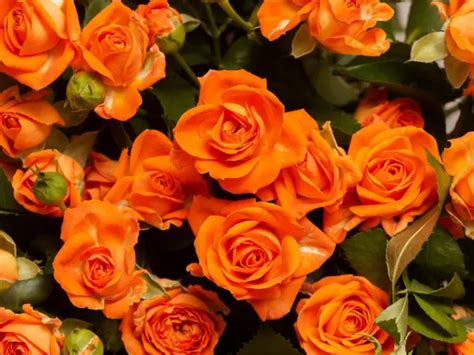 13 Rose Color Meanings And Symbolism