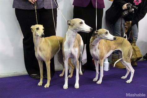 Breeds meet their match at Westminster Dog Show | Westminster dog show ...