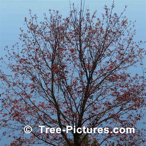 Red Maple Tree – Tree Pictures BLog