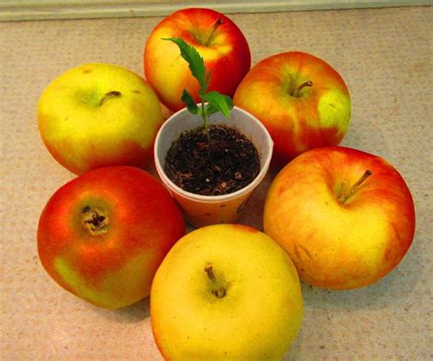 How To Grow Apple Trees Artofit