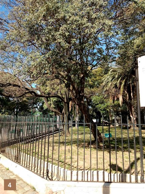 Árboles nativos de Argentina que rodean el Museo Museo Ciencias Naturales