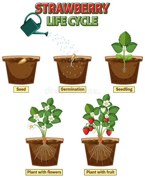 Life Cycle of Strawberry Diagram Stock Vector - Illustration of plant ...