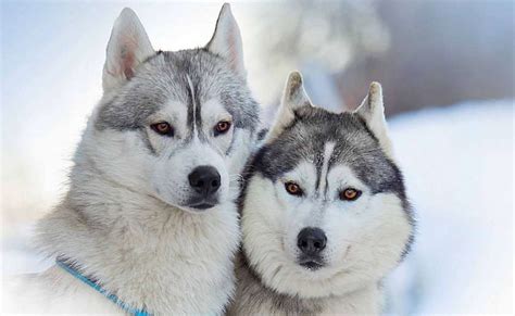 Los Mejores Nombres Para Huskies Siberianos Origen Y Significado