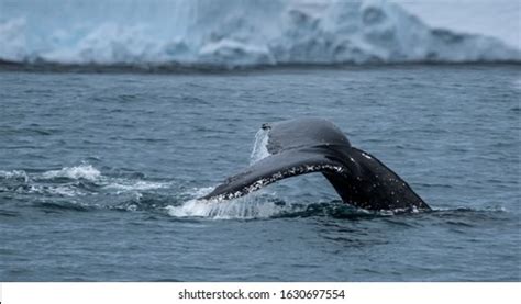 Humpback Whale Pod Photos and Images | Shutterstock