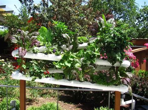 Hydroponic Plant Spacing Optimize Growth And Yields