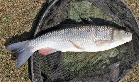 River Chub Fish