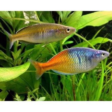 Jual Sepasang Ikan Hias Rainbow Boesemani Jantan Betina Jakarta Timur