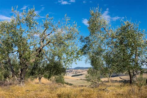 Olive Grove Free Photo Download Freeimages