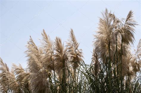 Cortaderia Selloana Nmente Conocida Como Hierba Pampeana Una