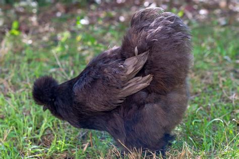 Black Silkie Chicken: Breed Profile, Facts & Pictures