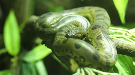 8 Invasive Snake Species Found in Florida (Not Including Burmese Pythons)