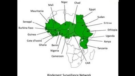 Global Rinderpest Eradication: The IAEA Contribution | IAEA