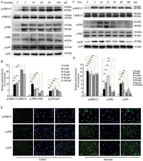 Succinate Induced Activation Of Erk12 Jnk And P38 Mapk Signaling