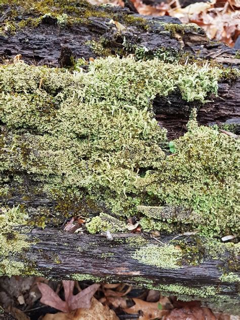 Branched Pixie Cup Lichen From Marshallton DE 19808 USA On April 9