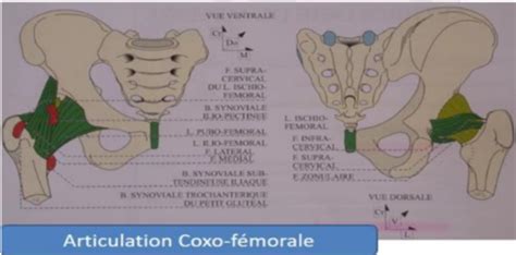 Ue Arthrologie Du Membre Pelvien Flashcards Quizlet