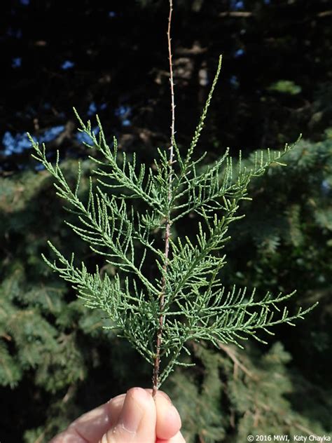 Tamarix ramosissima (Saltcedar): Minnesota Wildflowers