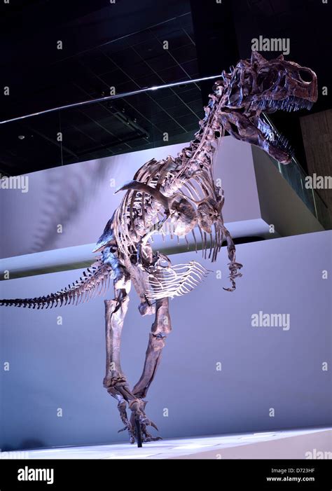 Mounted Display Of A Fossil Allosaurus Skeleton Stock Photo Alamy