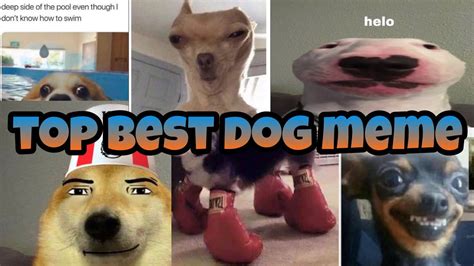 TOP BEST DOG MEME (tiktoks videos) - YouTube