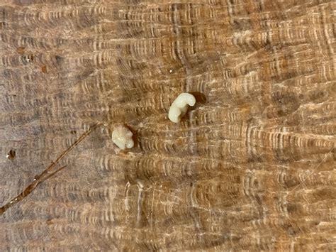 The hidden gold room sultan features have finally been revealed 1